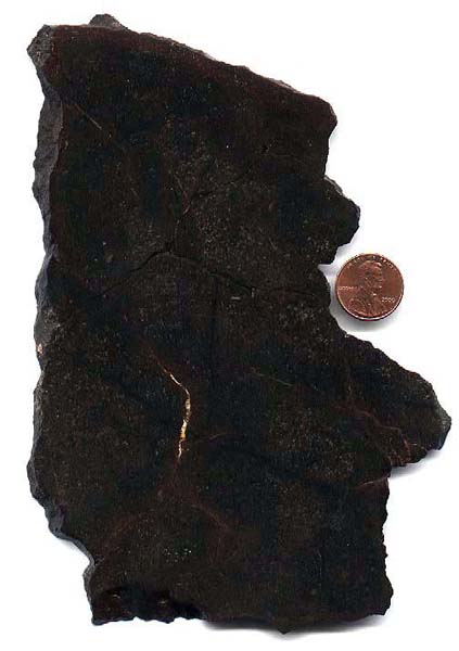 nbran01